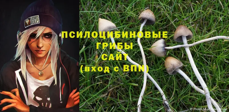 купить наркоту  это какой сайт  Псилоцибиновые грибы MAGIC MUSHROOMS  Касимов 